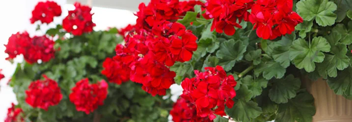 Hängende Blumentöpfe mit roten Geranien